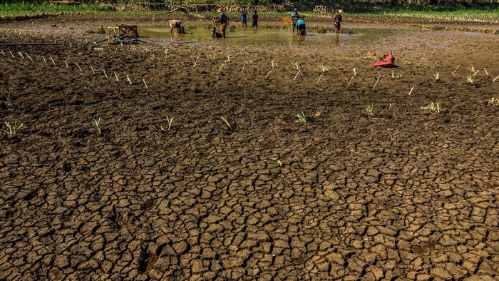 Petani Gunungkidul Jual Ayam hingga Hasil Panen demi Beli Air di Tengah Kemarau